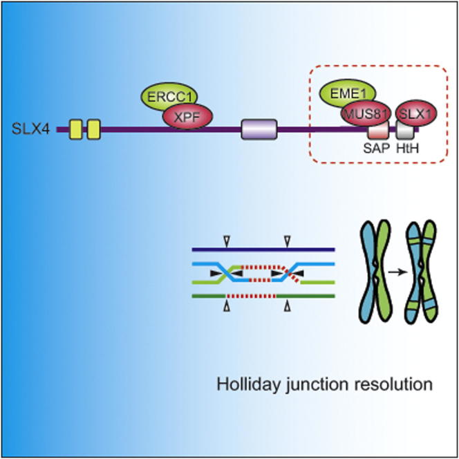 Cooperative Control Of Holliday Junction Resolution And DNA Repair By