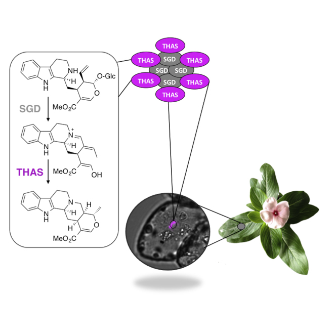 Unlocking The Diversity Of Alkaloids In Catharanthus Roseus: Nuclear ...