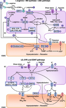 Endothelium-derived Vasoactive Factors and Hypertension: Possible Roles ...