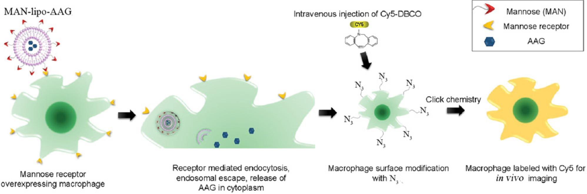 Targeted Imaging of Tumor Associated Macrophages in Breast Cancer ...