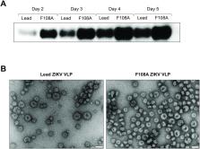 Zika virus like particle vaccine fusion loop mutation increases