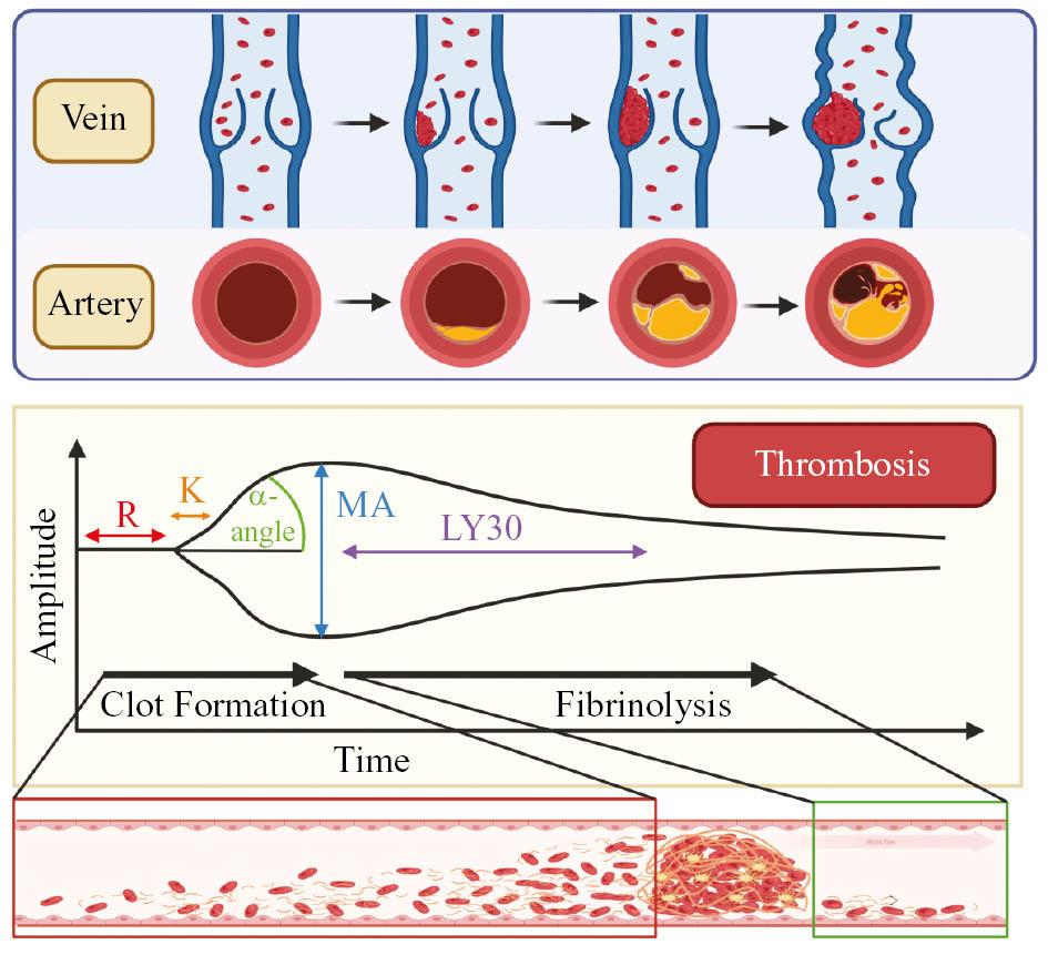 Post-Menopausal Bleeding and Arterial Thrombosis in Biological