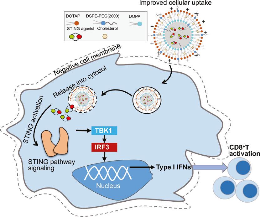 STING agonist delivery by lipid calcium phosphate nanoparticles ...