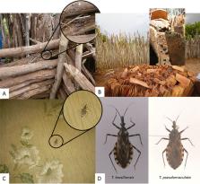 Triatoma brasiliensis Neiva, 1911 and Triatoma pseudomaculata Corrêa ...