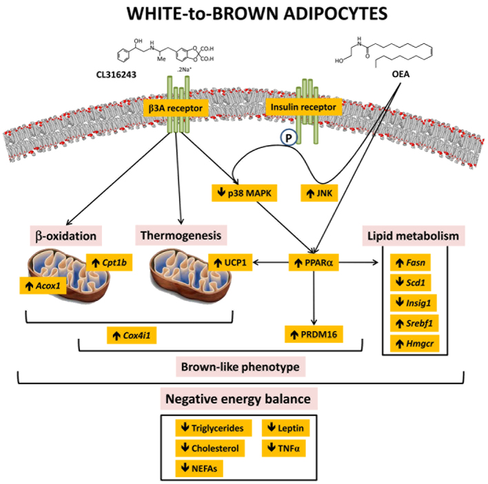 Oleoylethanolamide enhances βadrenergicmediated thermogenesis and