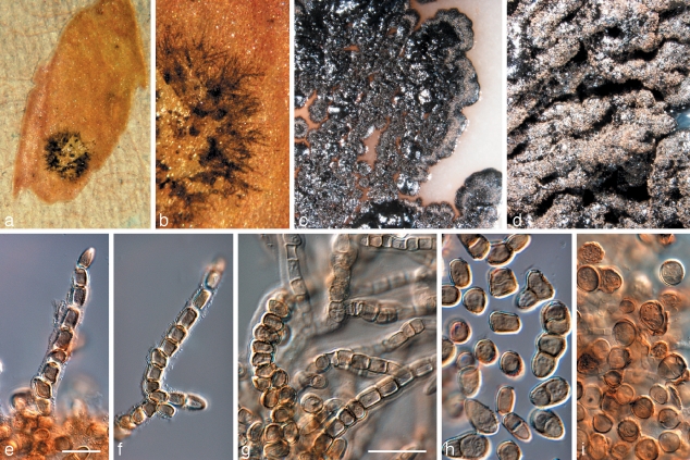 Novel fungal genera and species associated with the sooty blotch and ...