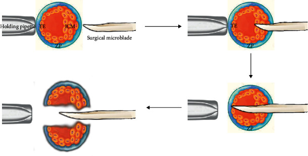 Lancet Commission: Stem cells and regenerative medicine - The Lancet