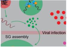 Sars Cov 2 Nucleocapsid Protein Phase Separates With G3bps To Disassemble Stress Granules And Facilitate Viral Production Scienceopen
