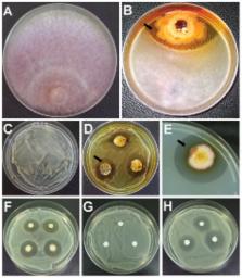 Epicoccum nigrum P16, a Sugarcane Endophyte, Produces Antifungal ...