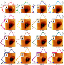 Filming a live cell by scanning electrochemical microscopy: label-free