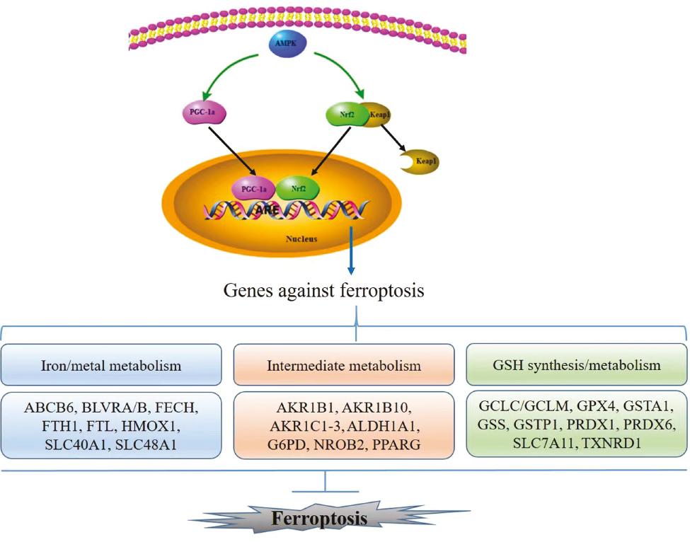 Canagliflozin Regulates Ferroptosis Potentially Via Activating Ampkpgc 1αnrf2 Signaling In 3521