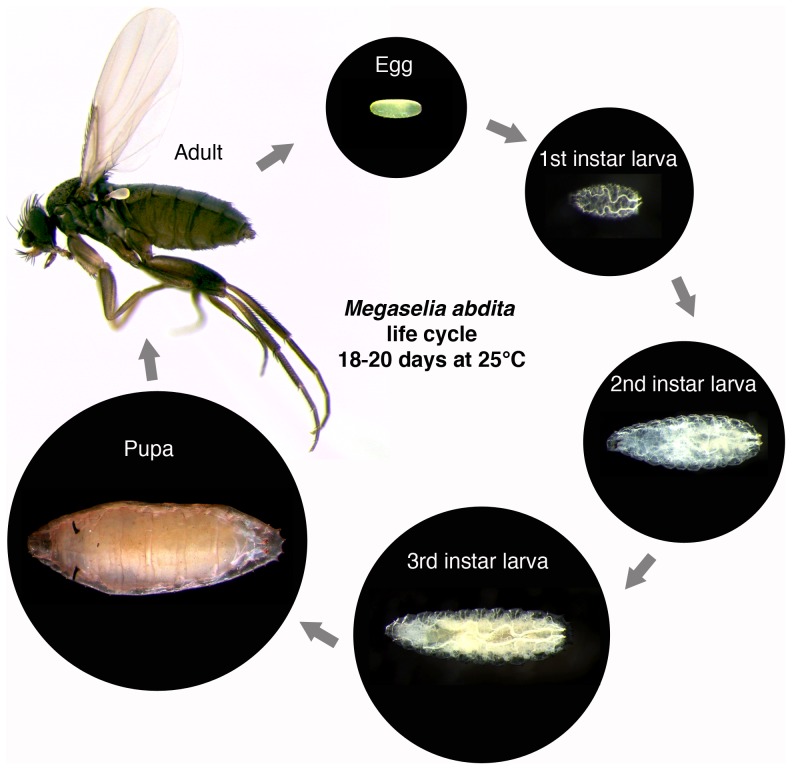 A Staging Scheme for the Development of the Scuttle Fly Megaselia ...