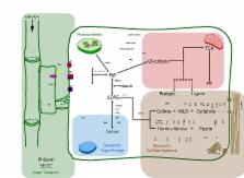 A Developing Setaria Viridis Internode: An Experimental System For The 