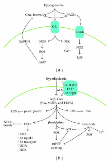 Alteration of Energy Substrates and ROS Production in Diabetic ...