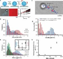 High-speed DNA-based Rolling Motors Powered By RNase H – ScienceOpen