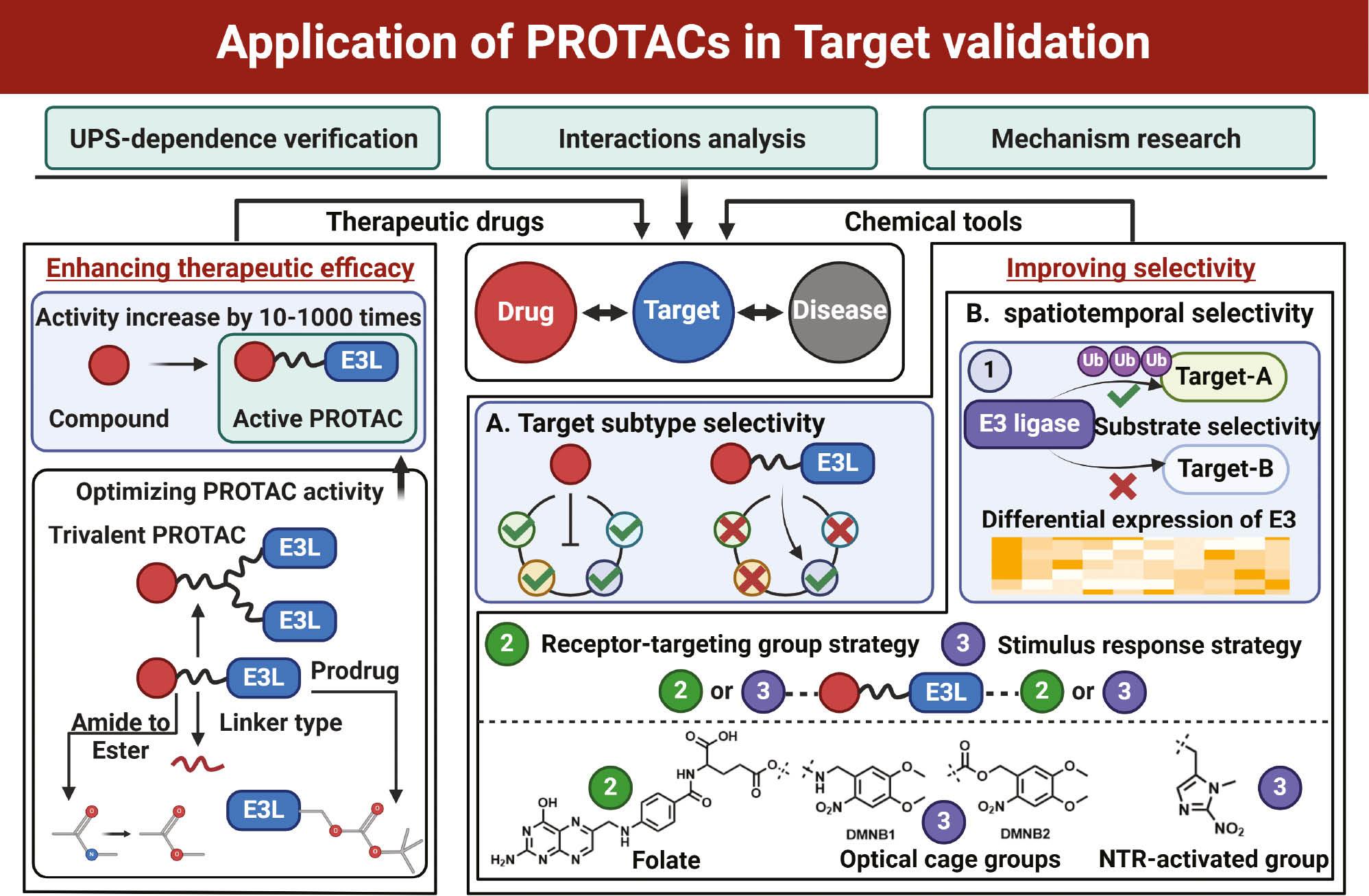 Application of PROTACs in target identification and validation – ScienceOpen