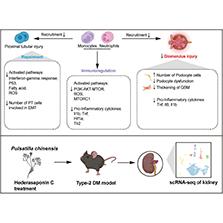 Single-cell RNA sequencing reveals the effects of hederasaponin C in the  treatment of diabetic nephropathy – ScienceOpen