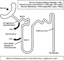 Sodium Glucose Co-transporter Type 2 (SGLT2) Inhibitors: Targeting the ...