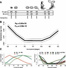 Post Embryonic Hourglass Patterns Mark Ontogenetic Transitions In Plant Development Scienceopen