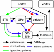 Computational models of basal-ganglia pathway functions: focus on ...