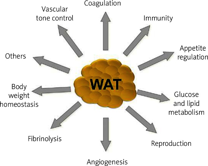 Biochemistry Of Adipose Tissue An Endocrine Organ Scienceopen 1241